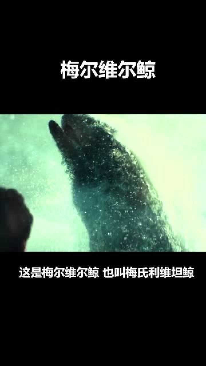 梅尔维尔鲸,是利维坦鲸属中最大的物种,体长最大17米_腾讯视频