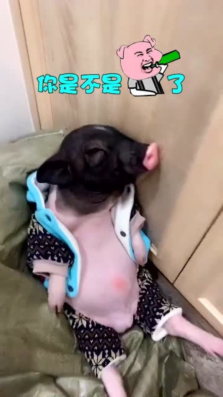 你们见过会喝酒的猪吗,小脸红扑扑的,像极了女朋友喝完酒的样子