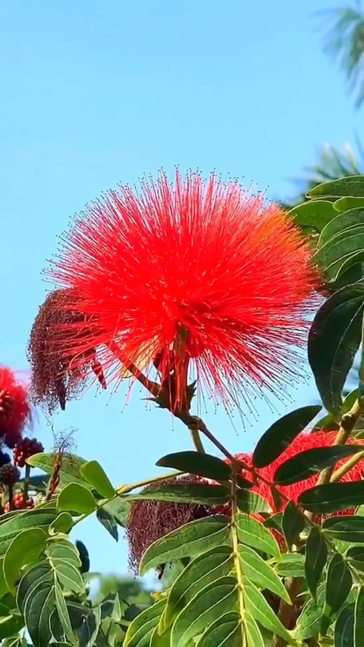 大自然的风景,最美的花,太美了_腾讯视频
