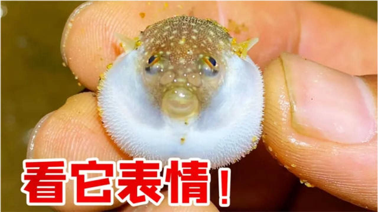 退潮后的海边大齐赶海抓到充气河豚娃娃表情很开心