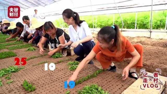 8.273赣县区河埠村小小甜叶菊致富好帮手