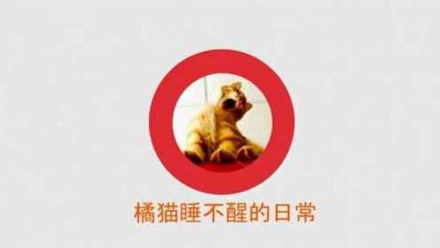 家有萌宠爱卖萌,十猫九胖的胖橘猫了解一下