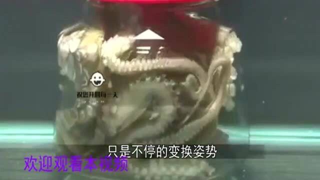 章鱼不仅聪明,还是世界上有名的“逃脱大师”