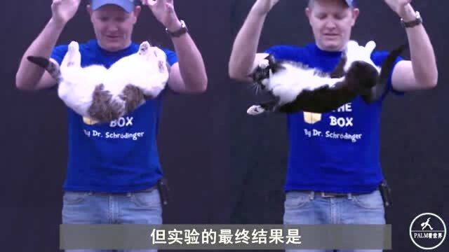 猫真的有九条命?科学家用150只猫做试验,结果猫真的不会死