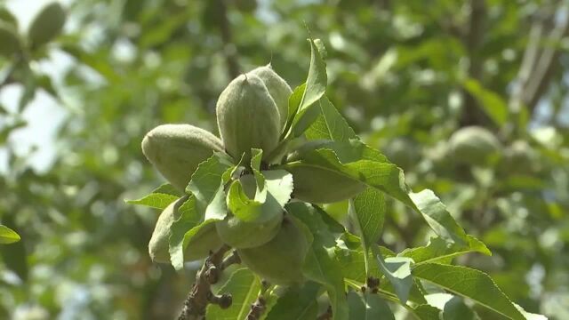 (电视通稿ⷥ›𝥆…ⷧ𛏦𕎩新疆莎车县百万亩巴旦木进入采收季