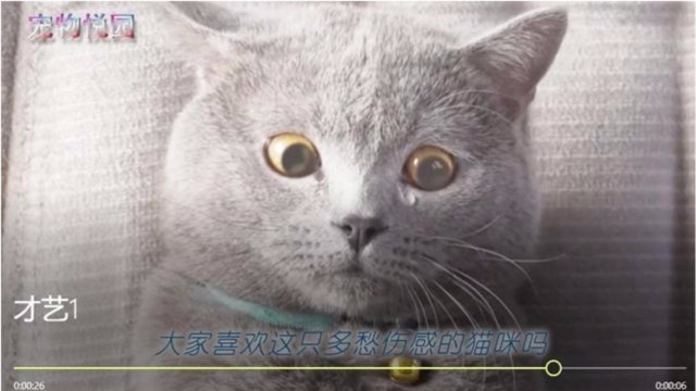 猫咪录制自己才艺上传网络,点击少的可怜,为此猫咪都伤心的哭了