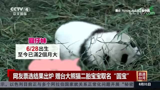 网友票选结果出炉 赠台大熊猫二胎宝宝取名“圆宝”