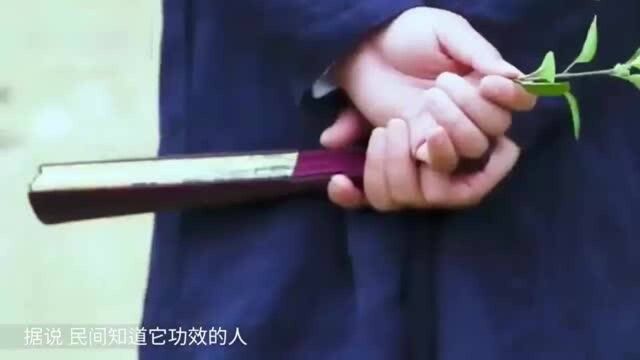 专治白癜风的野草,外敷还能治疗跌打损伤,在我国南方各地都有!