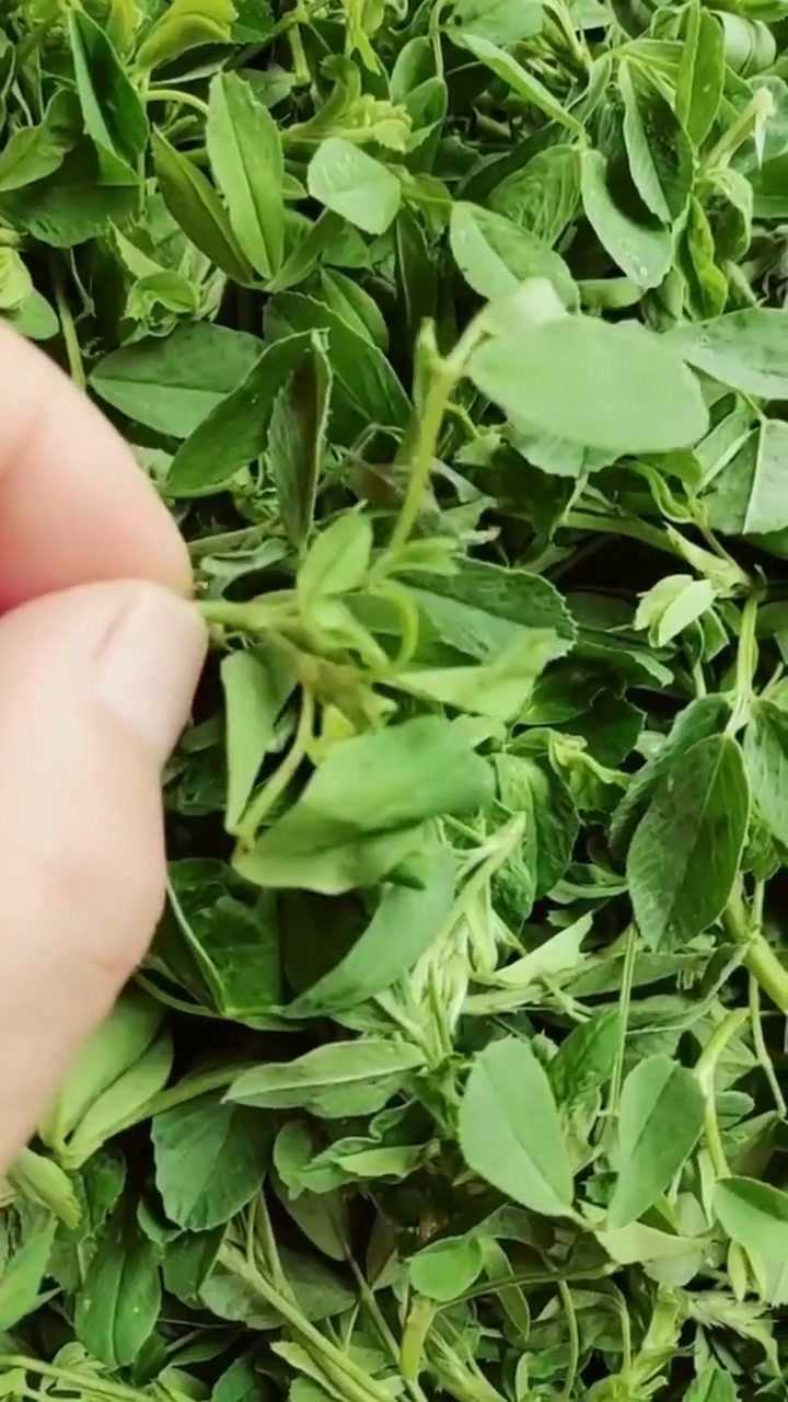 第一次发现苜蓿草可以吃