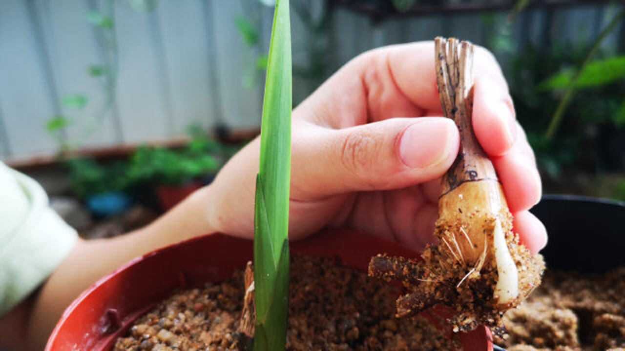 无根无叶的兰花老芦头,用一把砂子,20天就能让它发新芽!