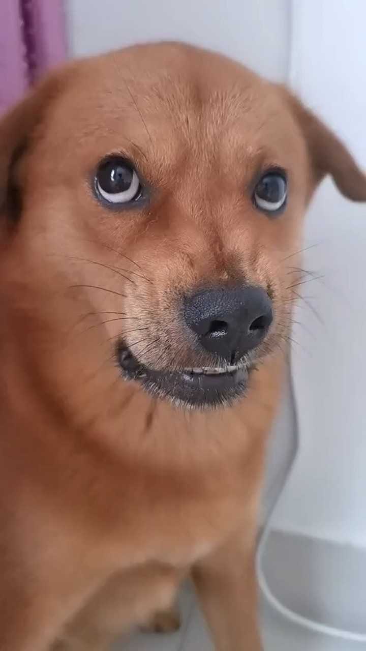 这呲牙咧嘴跟谁学的