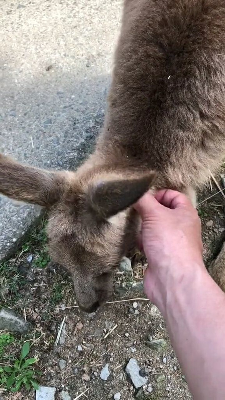 袋鼠也这么喜欢挠痒痒啊真的太可爱了