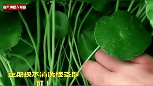 铜钱草养殖方法其实很简单,水别淹过花茎,定期换水清洗根茎即可