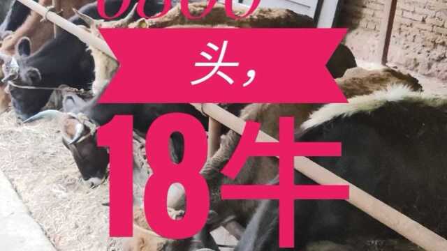 牛犊杂交牛18头,平均价格6800一头,122400元还是便宜