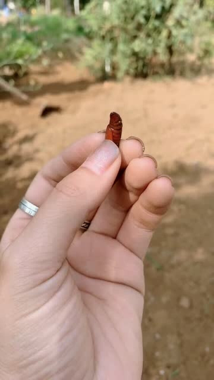 你们家乡那里把这个虫子叫什么我家这边叫东西南北虫