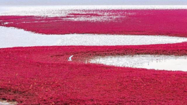 中国最美湿地风光——盘锦红海滩,一年就红一次