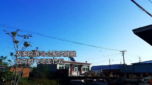 辽宁凌海:农家院鸟会聚一声汽笛过后百鸟群飞场面壮观