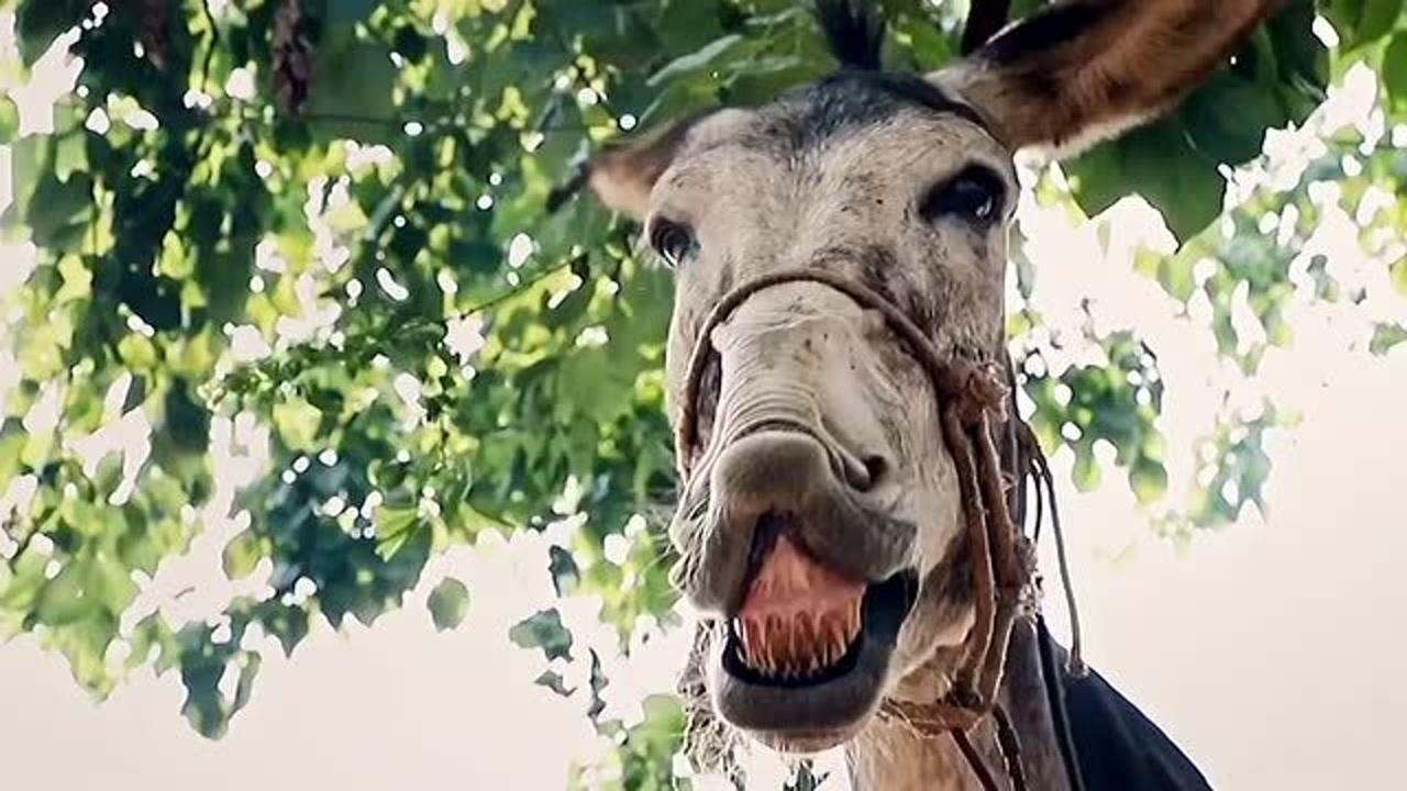 毛驴上树2:生产队的驴不休息了,因为它太皮了