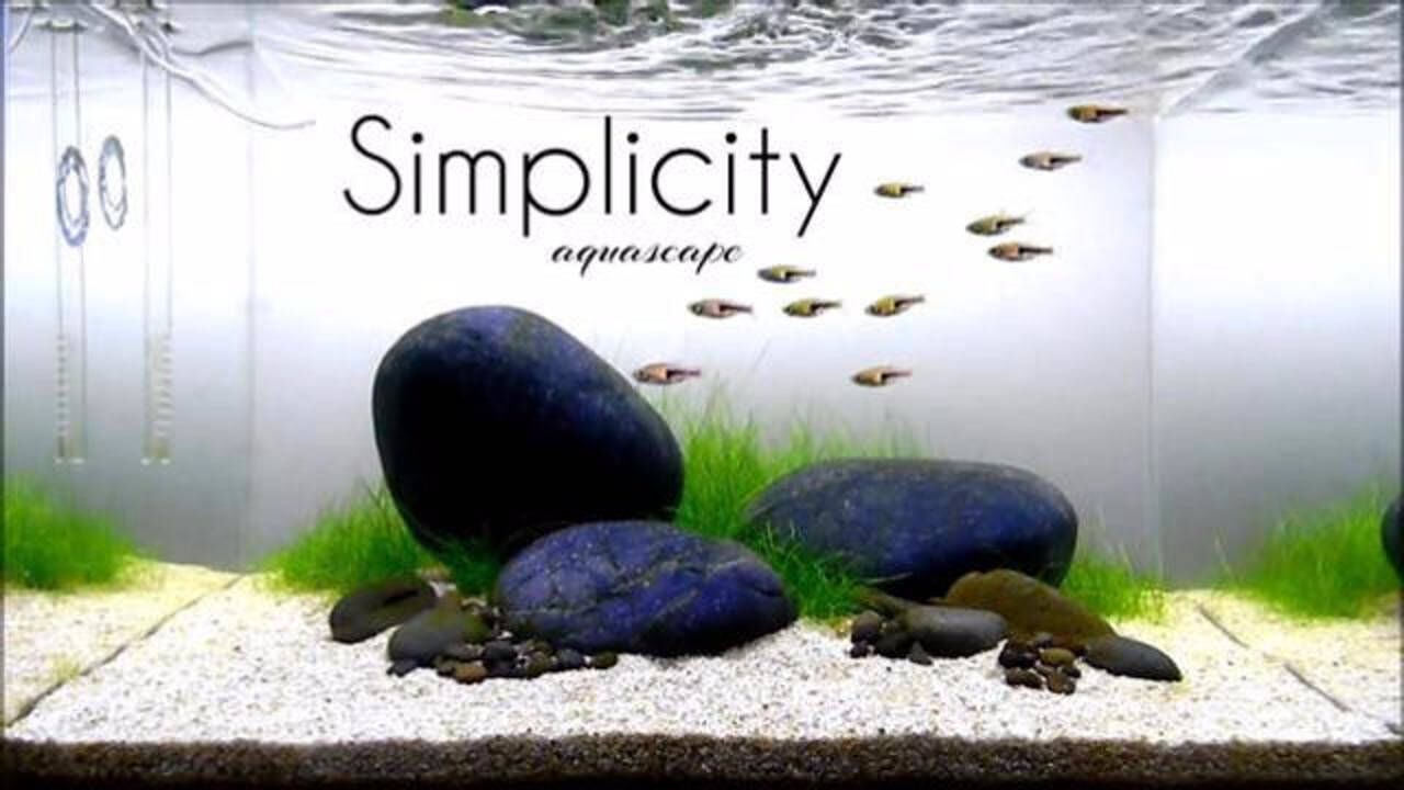 鱼缸造景极富禅意的极简造景河石一起学起来