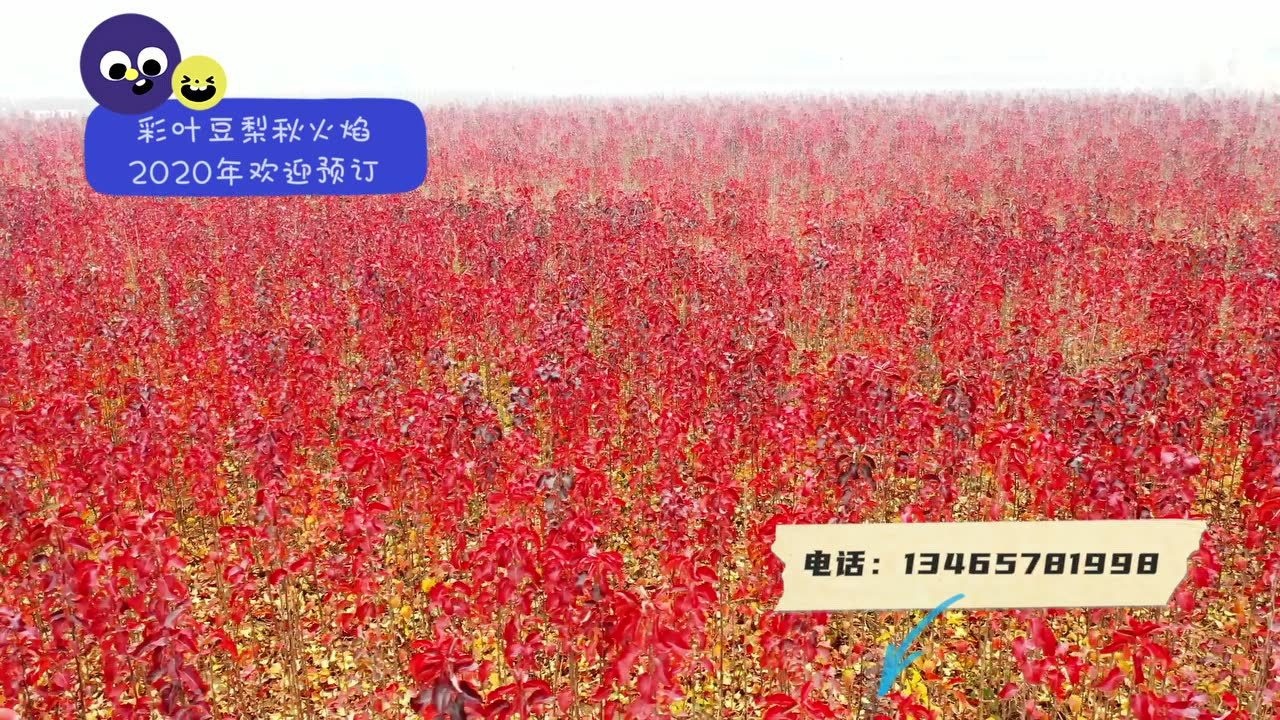 彩叶豆梨秋火焰变色.mp4