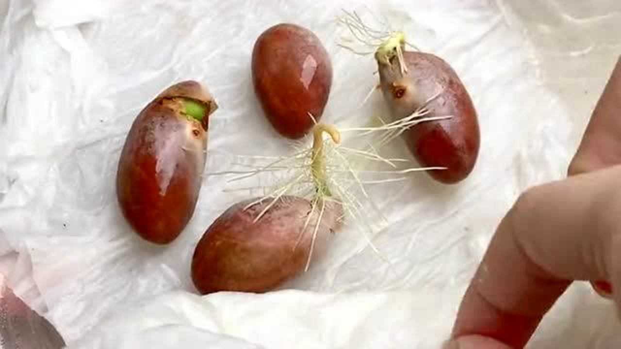 你们尝试过水培菠萝蜜吗真的可以发芽一定要相信自己的眼睛