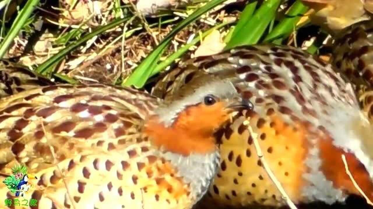 中国常见野鸟叫声(103):竹鸡