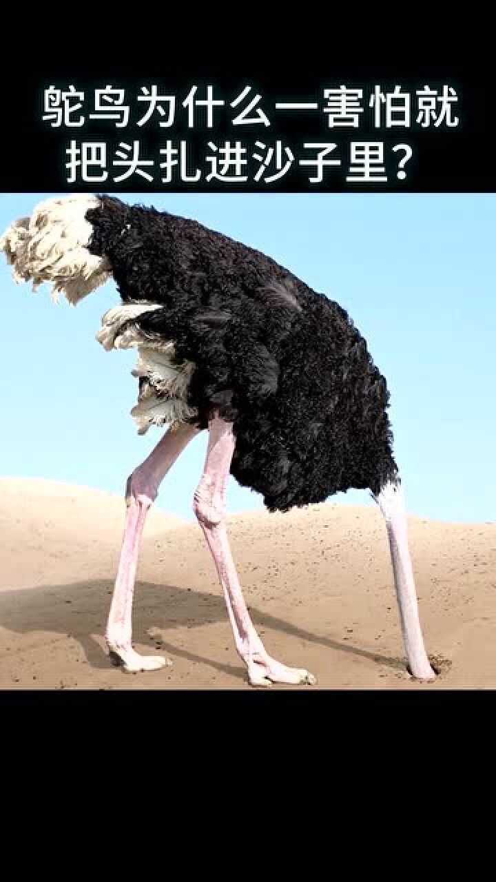 鸵鸟为什么一害怕就把头插入沙子里