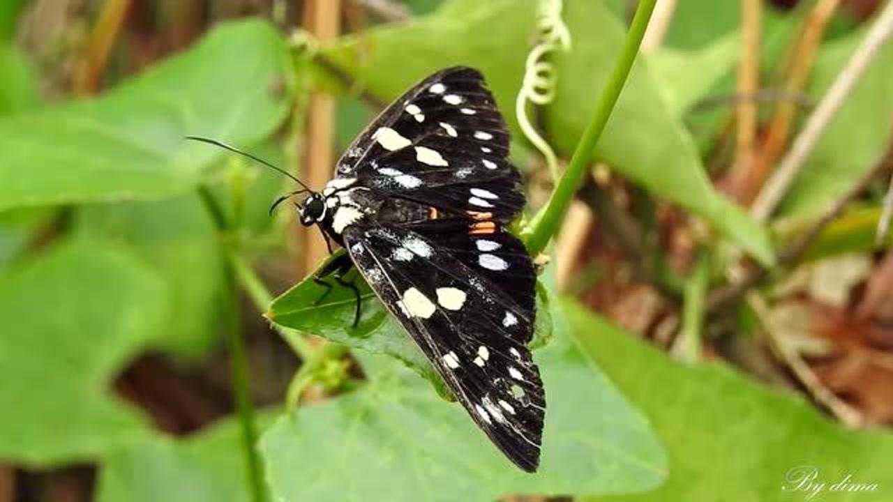 虎蛾-我是蛾子蛾子蛾子不是蝴蝶