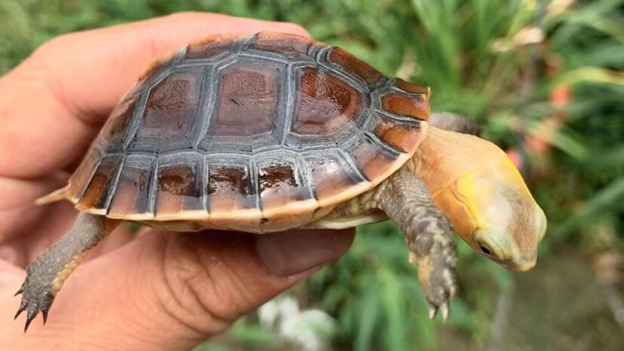黄缘闭壳龟进食面包.真香!
