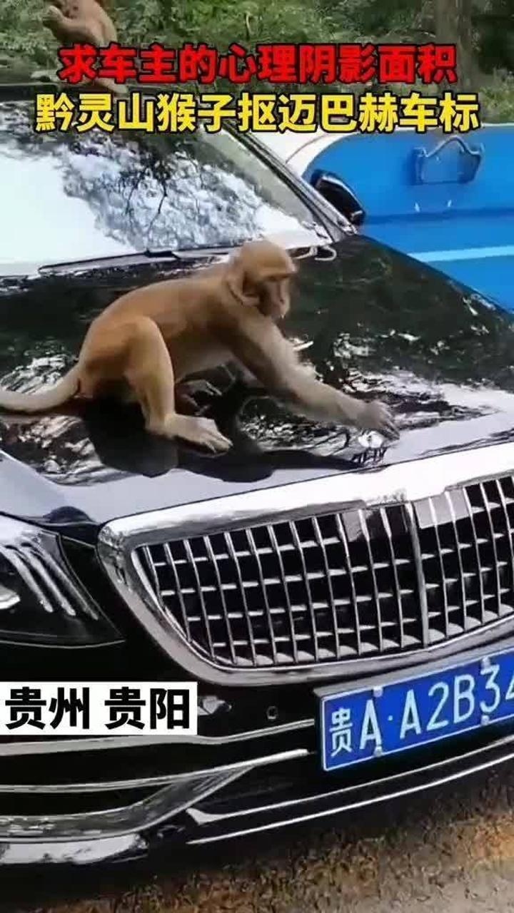 真会挑好车黔灵山公园附近猴子抠迈巴赫车标玩