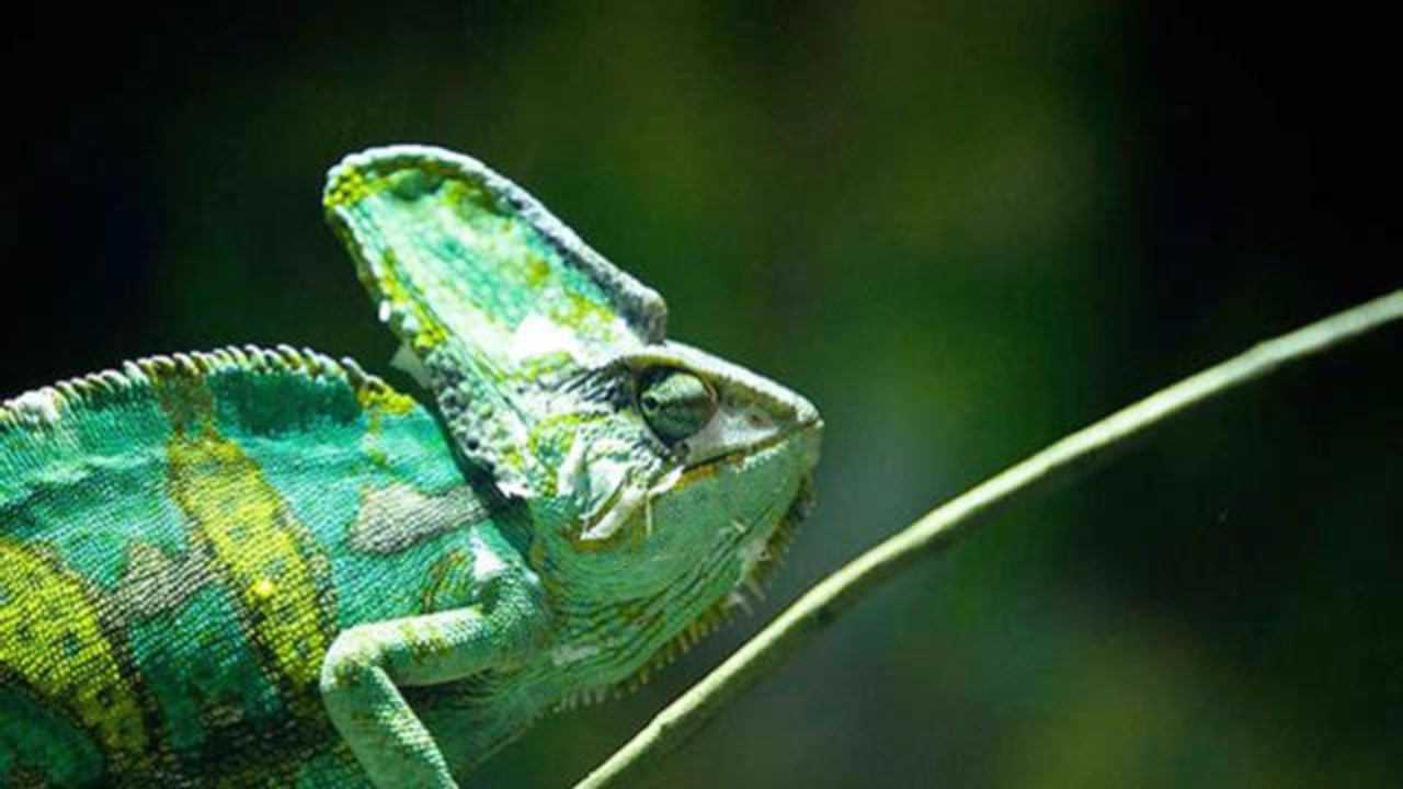 微距镜头实拍变色龙变色全过程6种颜色说变就变你见过吗