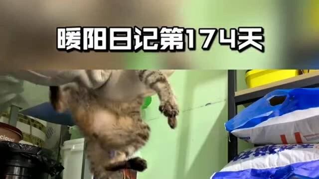 你见过最轻的小猫咪是多少斤?