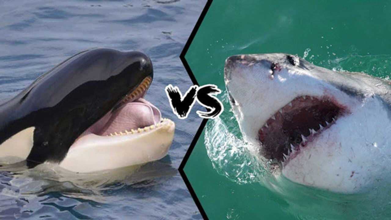 虎鲸图片大白鲨捕食图片