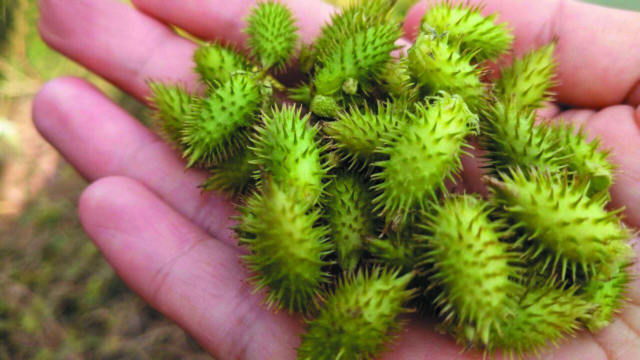 路边常见的这种苍耳子用它煮水泡脚帮助大我也才知道