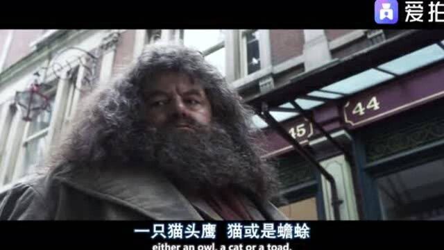 英国的龙真是没尊严,龙皮随随便便被做成了手套,太惨了