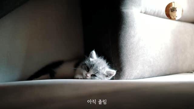 猫狗日记Vlog 01