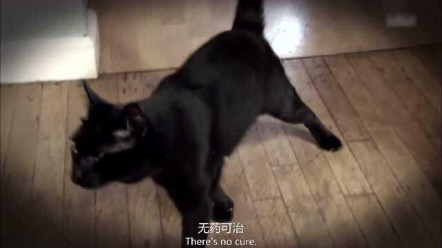 家有恶猫,身障猫小脑发育不全,却家中霸凌其他猫!