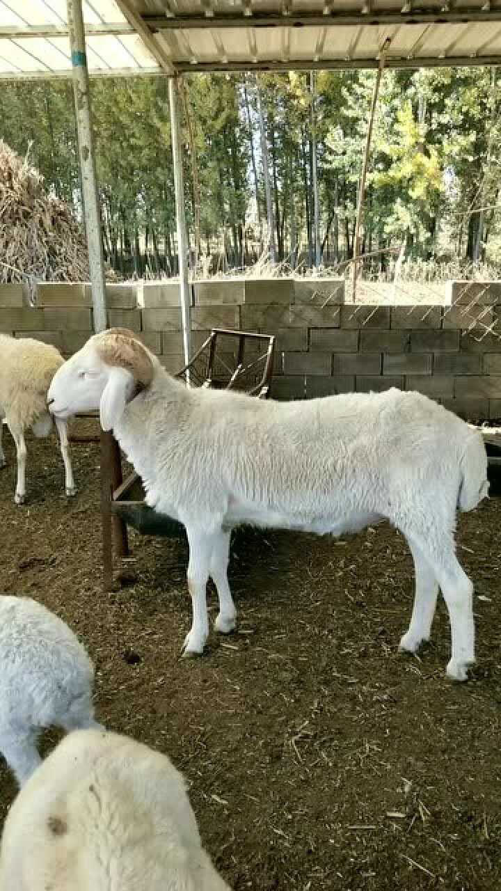 叫声很粗狂的山羊,特别像男人的声音,很浑厚_腾讯视频