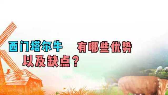 西门塔尔牛都有哪些优势以及缺点?种植养殖大户宝哥告诉你