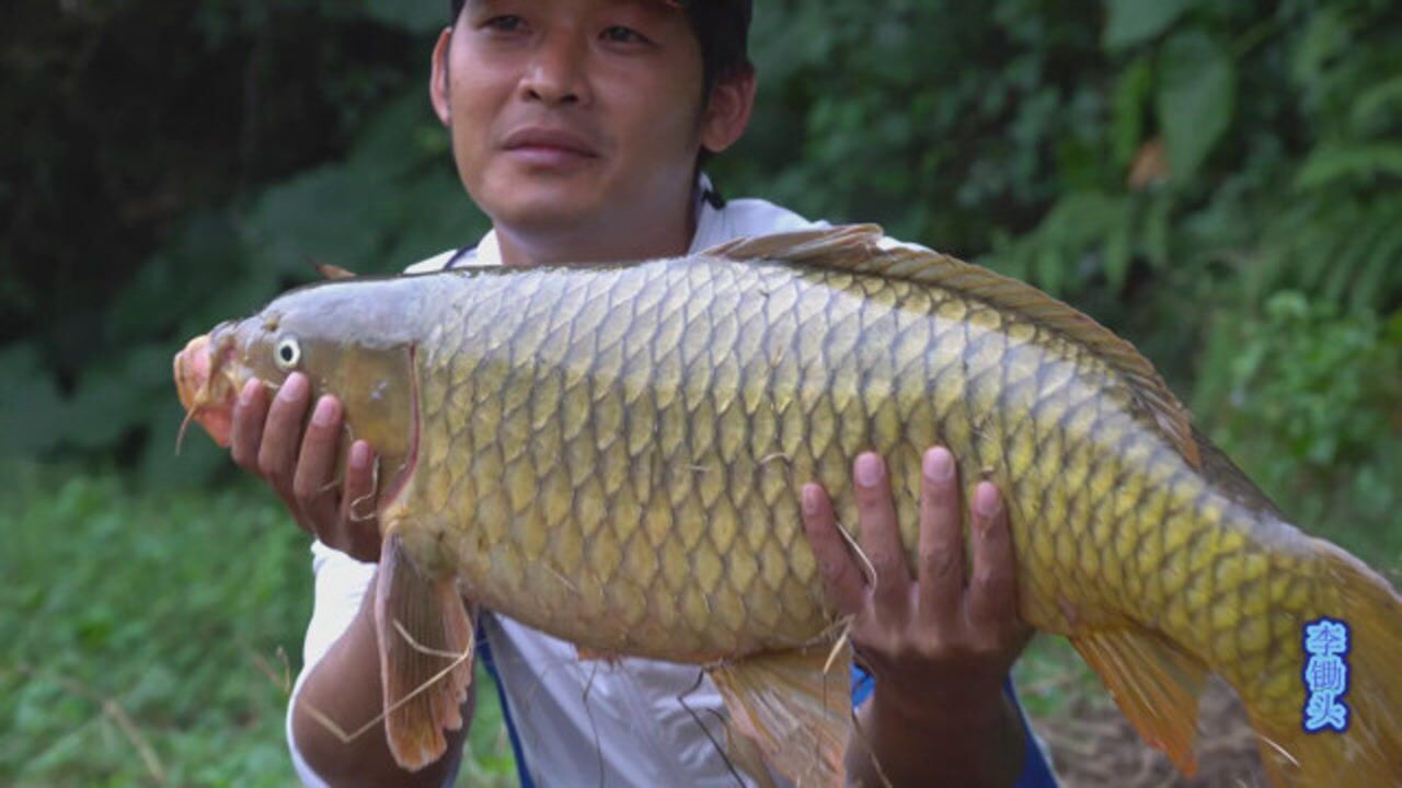 钓鱼20斤野生大鲤鱼3加15线组看看小哥哥怎么溜上岸的