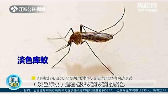 都立冬了蚊子还这么活跃?淡色库蚊越冬前会先吸血储备