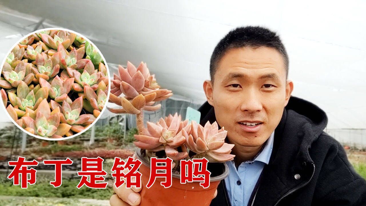 网友说布丁和铭月多肉不是一个品种刚哥近距离对比确实一样