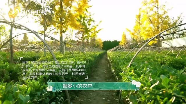 《田园中国》:瑞草园茶叶园经营模式介绍