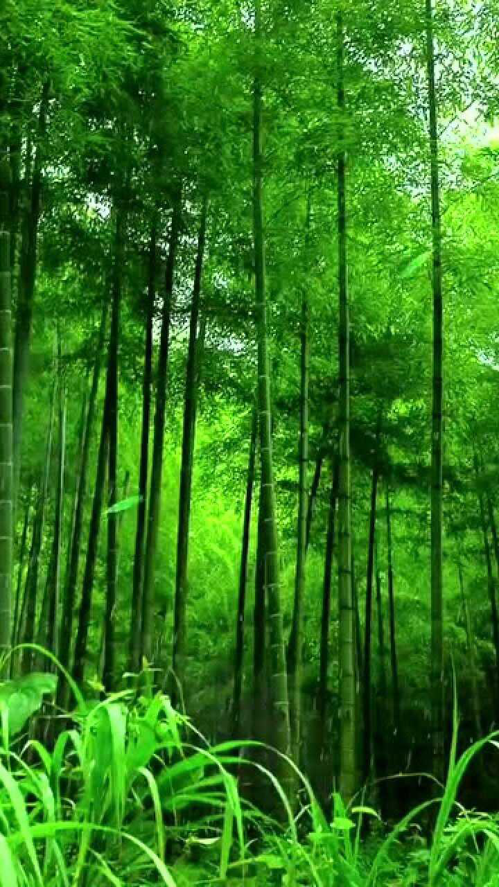 这些绿色的竹子沐浴在蒙蒙细雨之中它绿得使人心旷神怡