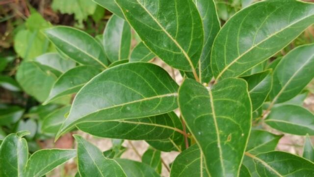 这种野生植物叫黄樟,也叫冰片树全树有股香气味,来认识一下吧