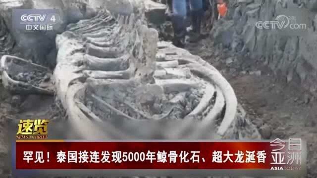 罕见!泰国接连发现5000年鲸骨化石、超大龙涎香