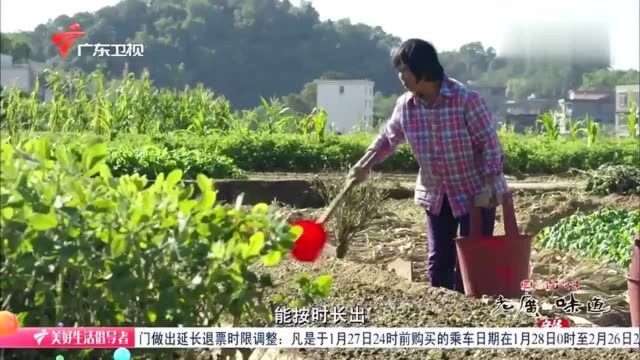 老广的味道:黄菜,是当地人一年一度的守候