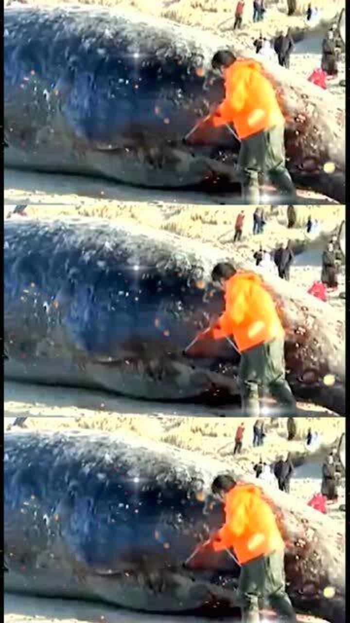 为什么鲸爆和鲸落的差别那么大看完你就知道了