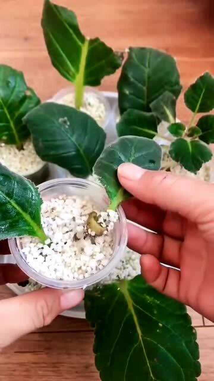 珍珠岩也可以叶片扦插,芙蓉花叶片有了小球球就可以移栽了