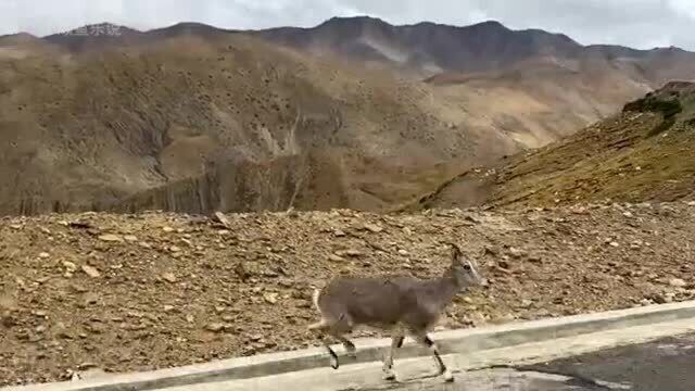 小姐姐在路上遇见了几只小山麂,太可爱了